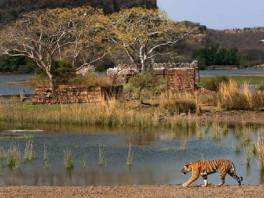 ranthambore